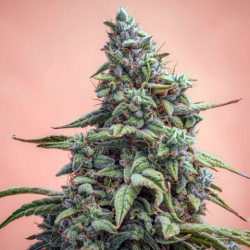 Арлекін КБД (Auto.Fem.) 1 шт. / CBD Harlequin 2025